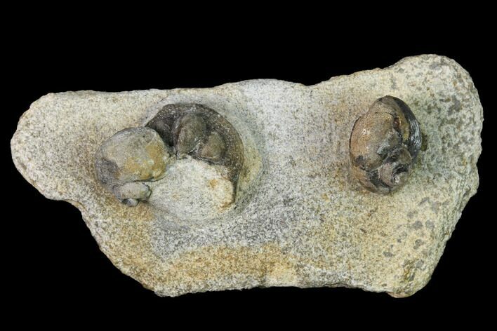 Two Ordovician Gastropods and a Trilobite (Onnia) Head - Morocco #164099